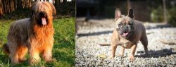 Briard vs French Bulldog - Breed Comparison