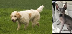 Briquet Griffon Vendeen vs American Hairless Terrier - Breed Comparison