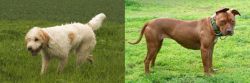 Briquet Griffon Vendeen vs American Pit Bull Terrier - Breed Comparison