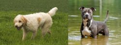 Briquet Griffon Vendeen vs American Staffordshire Terrier - Breed Comparison