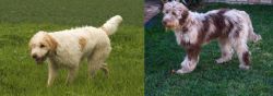 Briquet Griffon Vendeen vs Aussie Doodles - Breed Comparison