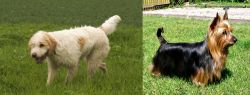 Briquet Griffon Vendeen vs Australian Silky Terrier - Breed Comparison