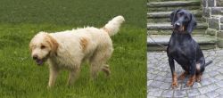 Briquet Griffon Vendeen vs Austrian Black and Tan Hound - Breed Comparison