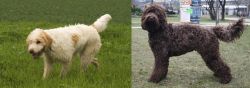Briquet Griffon Vendeen vs Barbet - Breed Comparison