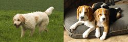 Briquet Griffon Vendeen vs Beagle - Breed Comparison