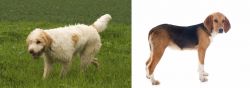 Briquet Griffon Vendeen vs Beagle-Harrier - Breed Comparison