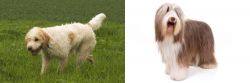 Briquet Griffon Vendeen vs Bearded Collie - Breed Comparison