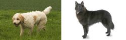Briquet Griffon Vendeen vs Belgian Shepherd - Breed Comparison