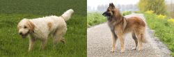 Briquet Griffon Vendeen vs Belgian Shepherd Dog (Tervuren) - Breed Comparison