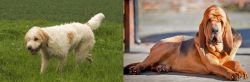 Briquet Griffon Vendeen vs Bloodhound - Breed Comparison