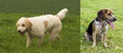 Briquet Griffon Vendeen vs Bluetick Beagle - Breed Comparison