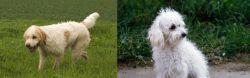 Briquet Griffon Vendeen vs Bolognese - Breed Comparison