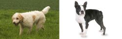 Briquet Griffon Vendeen vs Boston Terrier - Breed Comparison