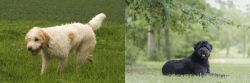 Briquet Griffon Vendeen vs Bouvier des Flandres - Breed Comparison