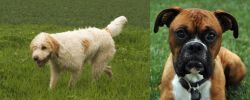 Briquet Griffon Vendeen vs Boxer - Breed Comparison