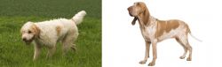 Briquet Griffon Vendeen vs Bracco Italiano - Breed Comparison