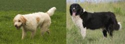 Briquet Griffon Vendeen vs Bulgarian Shepherd - Breed Comparison