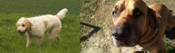 Briquet Griffon Vendeen vs Cabecudo Boiadeiro - Breed Comparison