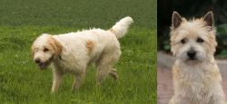 Briquet Griffon Vendeen vs Cairn Terrier - Breed Comparison