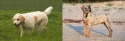 Briquet Griffon Vendeen vs Catahoula Cur - Breed Comparison