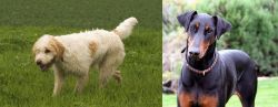 Briquet Griffon Vendeen vs Doberman Pinscher - Breed Comparison