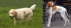 Briquet Griffon Vendeen vs English Pointer - Breed Comparison