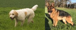 Briquet Griffon Vendeen vs German Shepherd - Breed Comparison