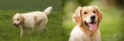 Briquet Griffon Vendeen vs Golden Retriever - Breed Comparison
