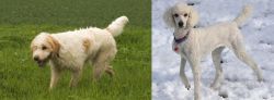 Briquet Griffon Vendeen vs Poodle - Breed Comparison