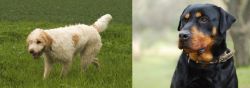Briquet Griffon Vendeen vs Rottweiler - Breed Comparison