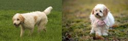 Briquet Griffon Vendeen vs West Highland White Terrier - Breed Comparison
