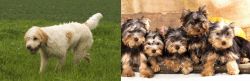 Briquet Griffon Vendeen vs Yorkshire Terrier - Breed Comparison