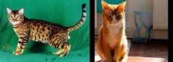 Bristol vs Chausie - Breed Comparison