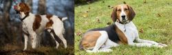 Brittany vs American English Coonhound - Breed Comparison