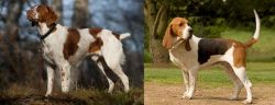 Brittany vs Artois Hound - Breed Comparison