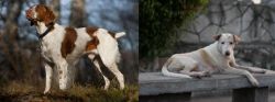 Brittany vs Askal - Breed Comparison