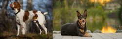 Brittany vs Australian Kelpie - Breed Comparison