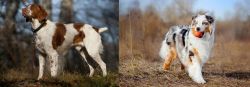 Brittany vs Australian Shepherd - Breed Comparison