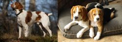 Brittany vs Beagle - Breed Comparison