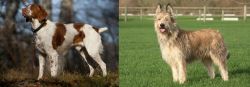 Brittany vs Berger Picard - Breed Comparison