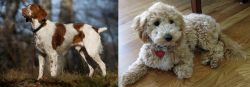 Brittany vs Bichonpoo - Breed Comparison