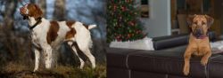 Brittany vs Black Mouth Cur - Breed Comparison