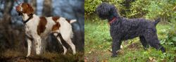 Brittany vs Black Russian Terrier - Breed Comparison