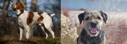 Brittany vs Border Terrier - Breed Comparison
