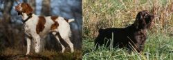 Brittany vs Boykin Spaniel - Breed Comparison