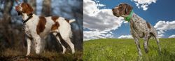Brittany vs Braque Francais (Pyrenean Type) - Breed Comparison