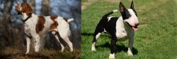 Brittany vs Bull Terrier Miniature - Breed Comparison