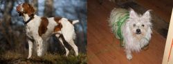 Brittany vs Cairland Terrier - Breed Comparison
