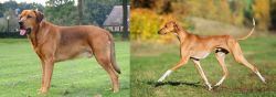 Broholmer vs Azawakh - Breed Comparison