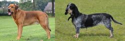 Broholmer vs Basset Bleu de Gascogne - Breed Comparison